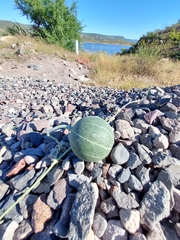 Cucurbita cordata