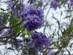 Jacaranda mimosifolia