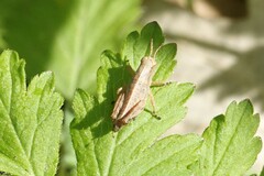 Melanoplus viridipes