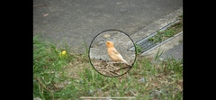 Serinus canaria domesticus