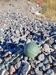 Cucurbita cordata