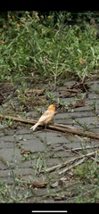 Serinus canaria domesticus