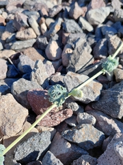 Cucurbita cordata