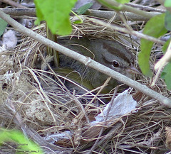 Arremonops rufivirgatus