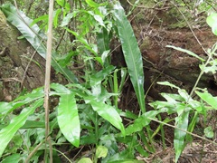 Microsorum punctatum