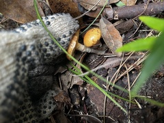 Limacella