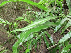 Microsorum punctatum