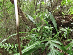 Microsorum punctatum