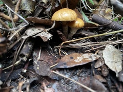 Limacella