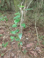 Dioscorea cotinifolia