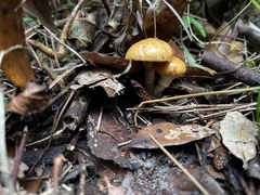 Limacella