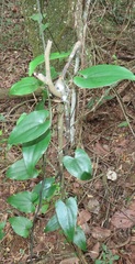 Dioscorea cotinifolia