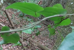 Dioscorea cotinifolia