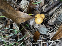 Limacella