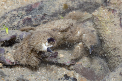 Pilumnus vespertilio