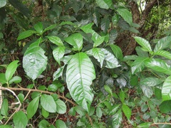 Tarenna pavettoides pavettoides