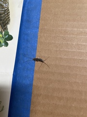 Allacrotelsa spinulata