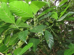 Tarenna pavettoides pavettoides