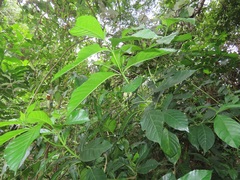 Tarenna pavettoides pavettoides
