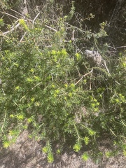 Banksia ericifolia