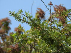 Bursera bipinnata