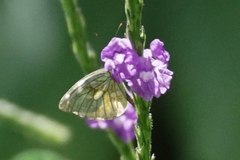 Dismorphia lewyi