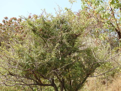Bursera bipinnata