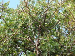 Bursera bipinnata
