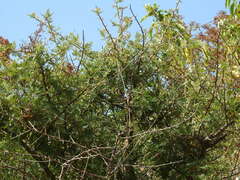 Bursera bipinnata