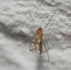 Keroplatidae