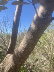 Banksia integrifolia