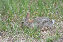 Sylvilagus audubonii