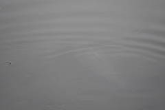 Ctenopharyngodon idella