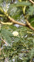 Mimoseae