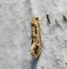 Moerarchis inconcisella