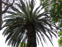 Phoenix canariensis