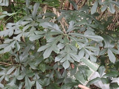 Cussonia