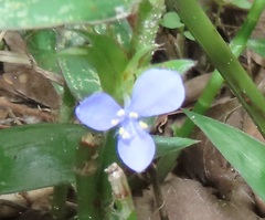 Coleotrype natalensis