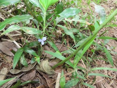 Coleotrype natalensis