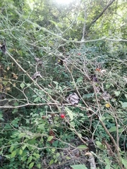 Capsicum annuum glabriusculum