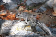 Sciurus arizonensis