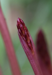 Corallorhiza