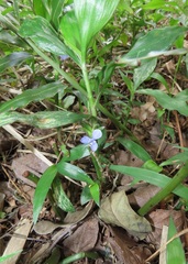 Coleotrype natalensis