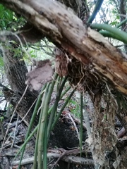 Trichocentrum brachyphyllum