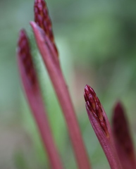 Corallorhiza