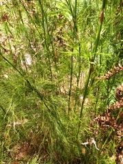 Baloskion tetraphyllum