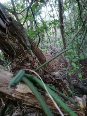 Trichocentrum brachyphyllum
