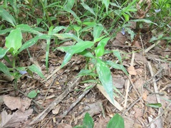 Coleotrype natalensis