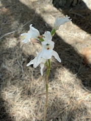 Chloraea crispa