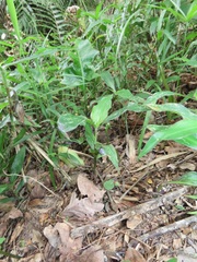 Coleotrype natalensis